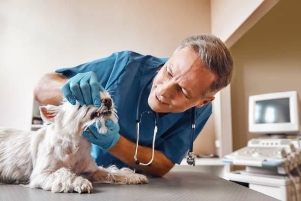 Best Same-Day Emergency Dental Services in Ludowici, GA